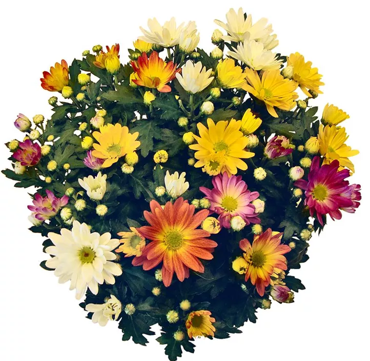 Multiflora-Chrysantheme 'Carneval'