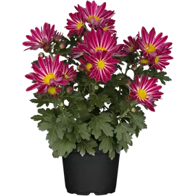 Chrysanthemum indicium Sia