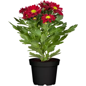 Chrysanthemum indicum Classic Red