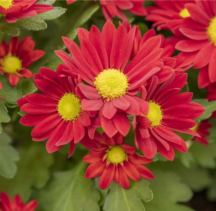 Chrysantheme 'Classic Red'