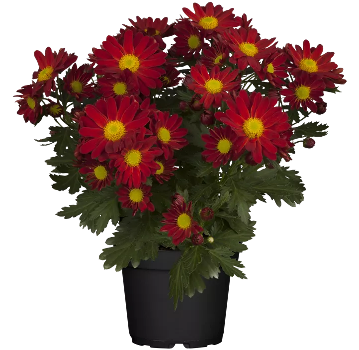 Chrysantheme 'Classic Red'