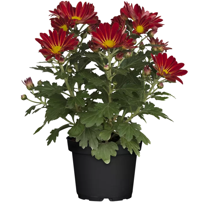 Chrysantheme 'Classic Red'