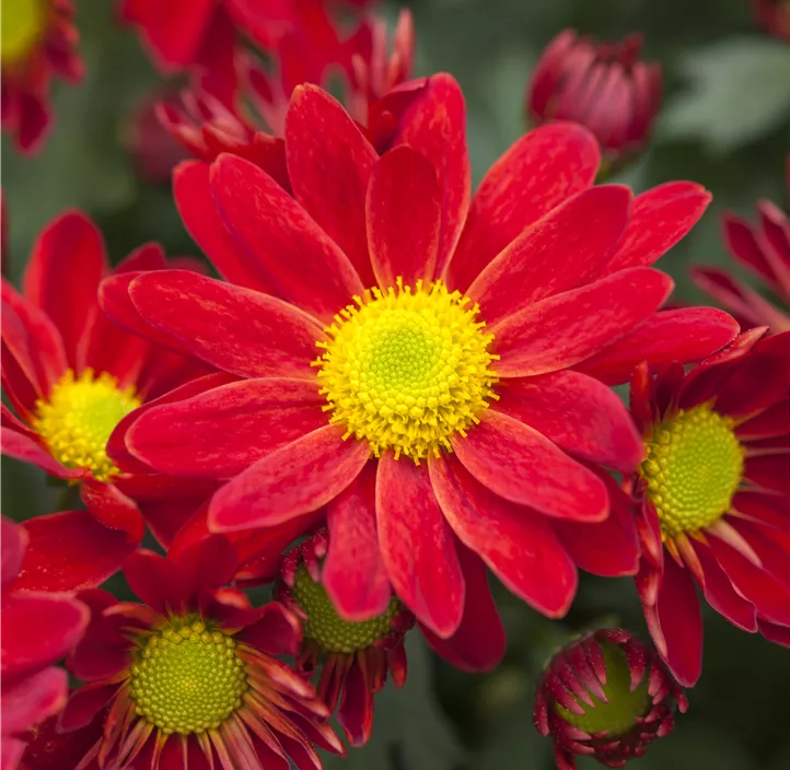 Chrysantheme 'Classic Red'