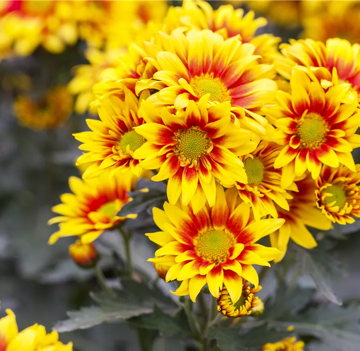 Herbst-Chrysantheme 'Dragon Time Yellow'