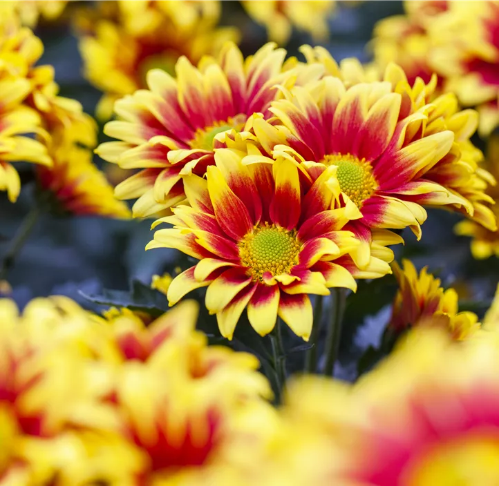 Herbst-Chrysantheme 'Dragon Time Yellow'