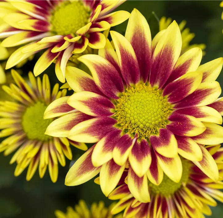 Herbst-Chrysantheme 'Dragon Time Yellow'