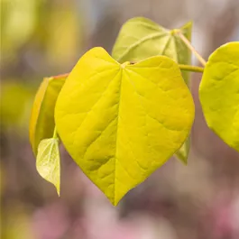 Cercis canadensis Golden Falls