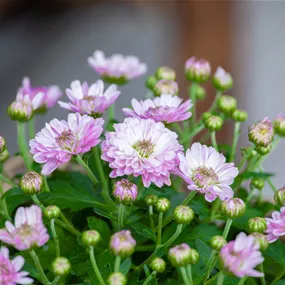 Chrysanthemum indicum Jellyfish