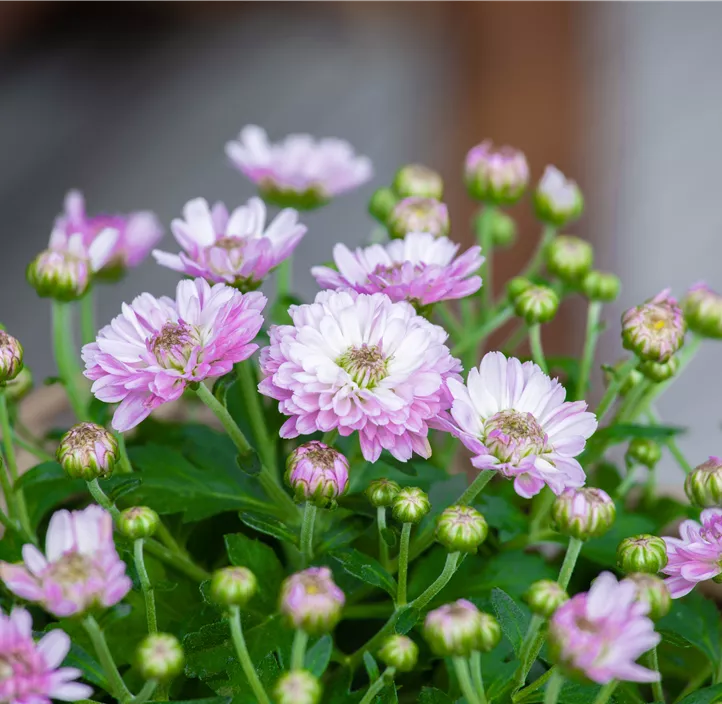 Multiflora-Chrysantheme