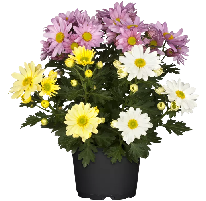 Chrysantheme 'Tricolor'