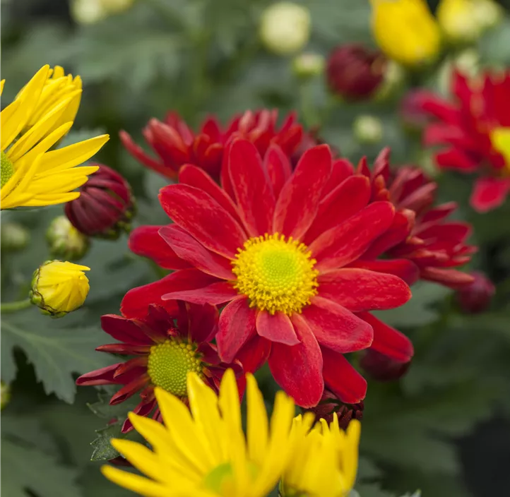 Chrysantheme 'Tricolor'