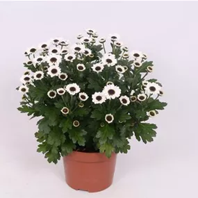 Chrysanthemum indicum Yin Yang