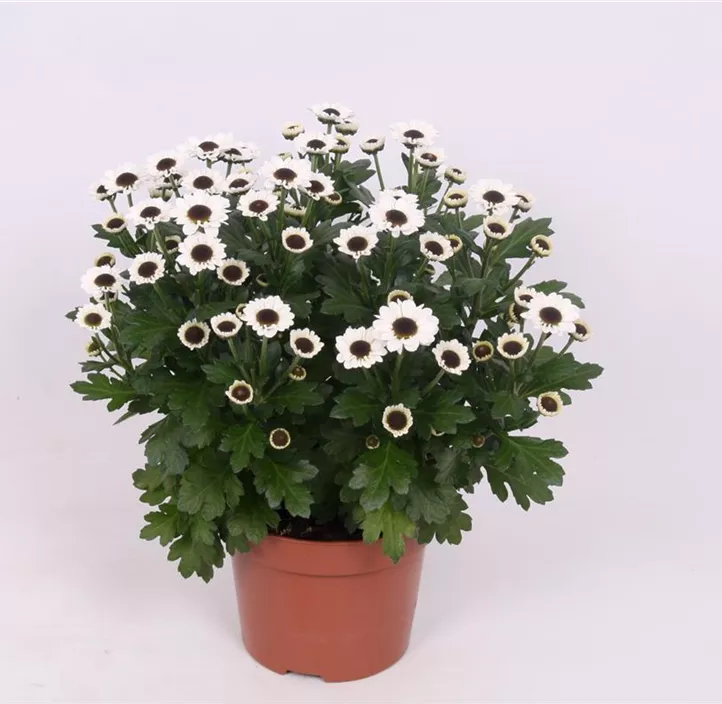 Chrysantheme 'Yin Yang'