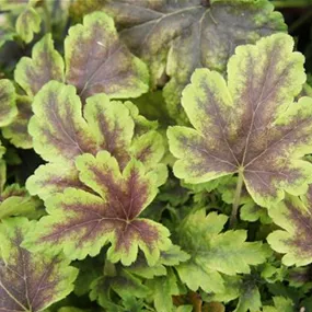 Heucherella Golden zebra