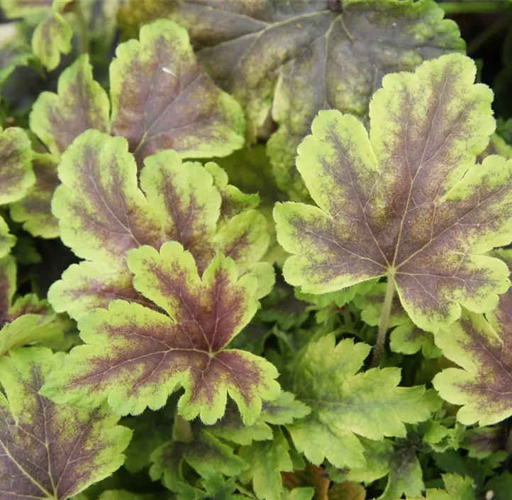 Garten-Bastardschaumblüte 'Golden Zebra'