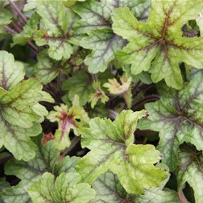 Heucherella Stoplight