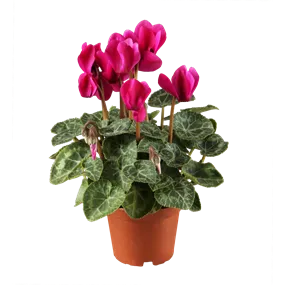 Cyclamen persicum