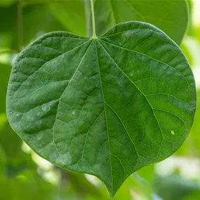 Cercis canadensis Vanilla Twist