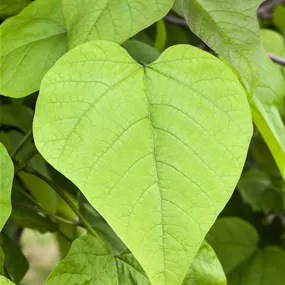 Catalpa bignonioides Nana