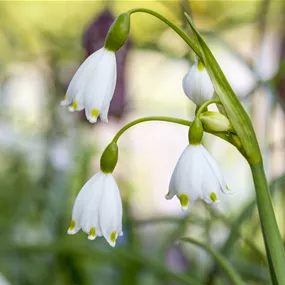 Leucojum aestivum Gravetye Giant Märzenbecher