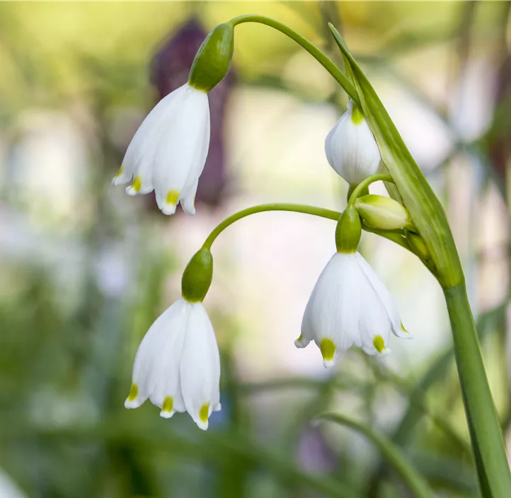 Sommer-Knotenblume 'Gravety Giant'