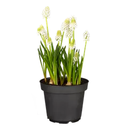 Muscari armeniacum White Magic®