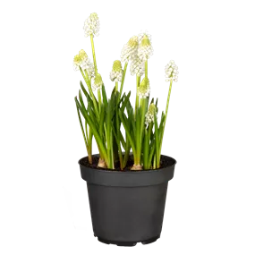 Muscari armeniacum White Magic®