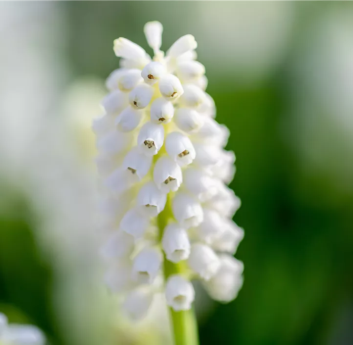 Traubenhyazinthe 'White Magic'