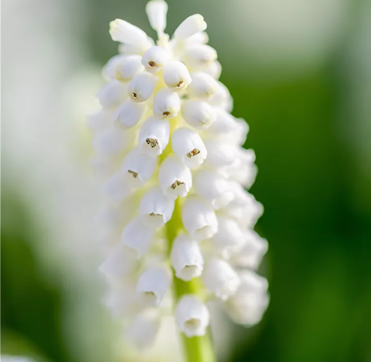 Traubenhyazinthe 'White Magic'