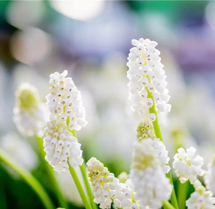 Traubenhyazinthe 'White Magic'