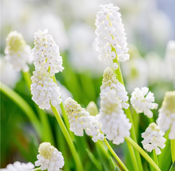 Traubenhyazinthe 'White Magic'