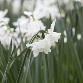 Narcissus pseudonarcissus White Tete