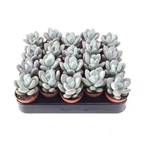 Pachyphytum bracteosum moonstone