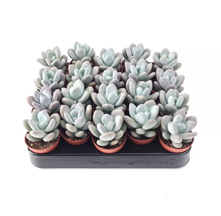 Pachyphytum