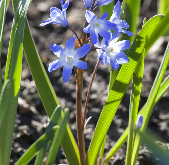 Sibirischer Blaustern