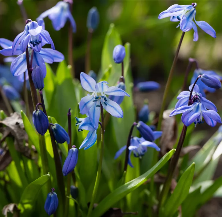 Sibirischer Blaustern