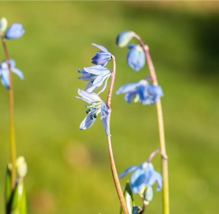 Sibirischer Blaustern