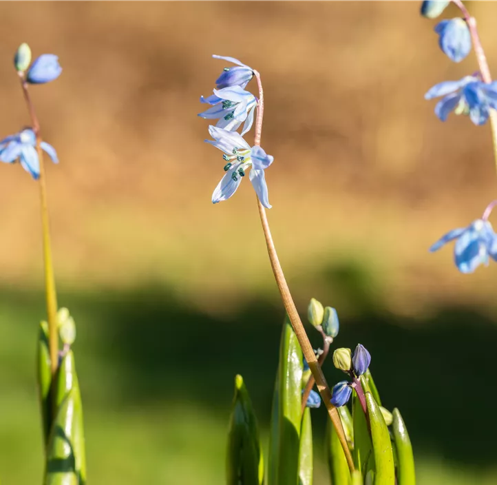 Sibirischer Blaustern