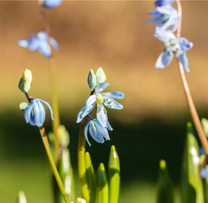 Sibirischer Blaustern