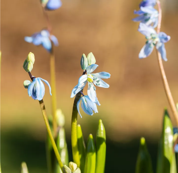 Sibirischer Blaustern