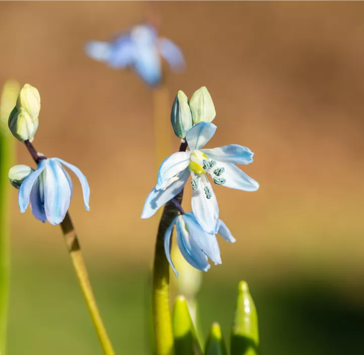 Sibirischer Blaustern