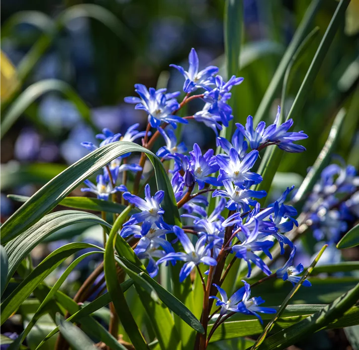 Sibirischer Blaustern