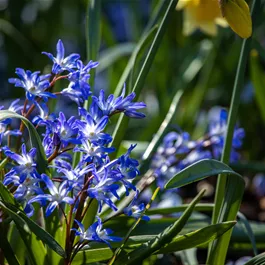 Iris siberica Mix