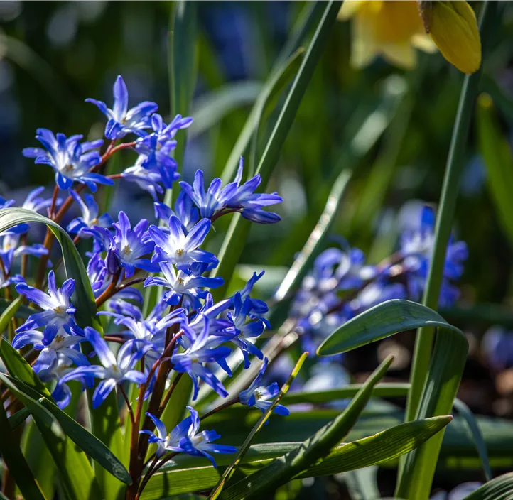 Sibirischer Blaustern