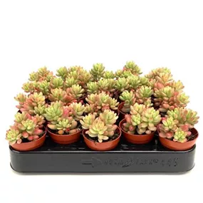 Sedum rubrotinctum roseum