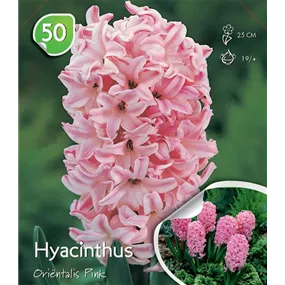 Hyacinthus orientalis Pink lose