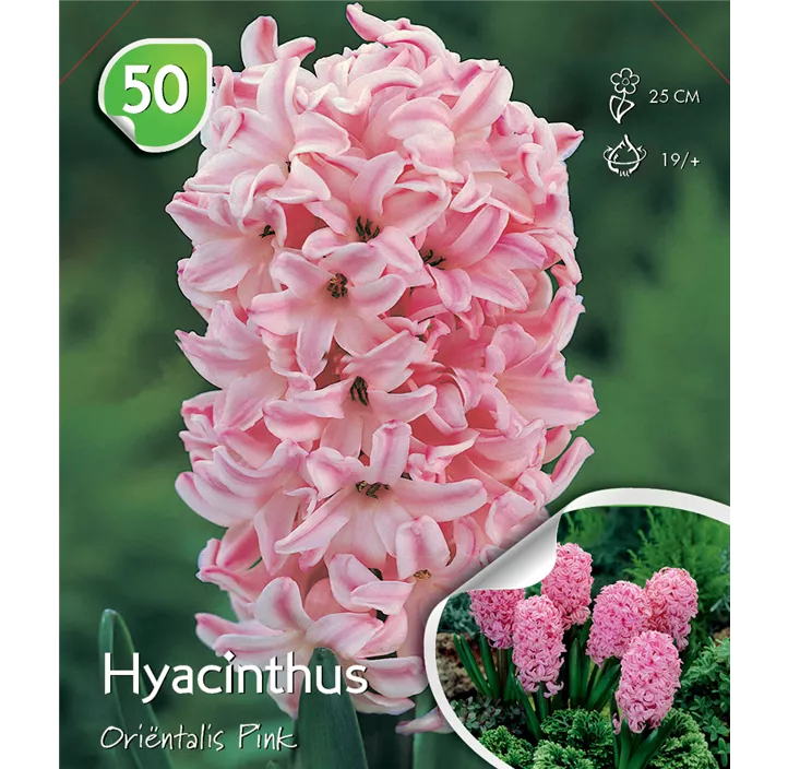 Hyacinthus orientalis Pink lose