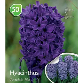 Hyacinthus orientalis Blue lose