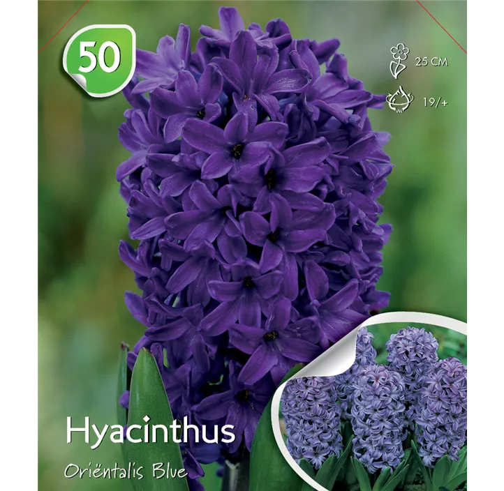 Hyacinthus orientalis Blue lose