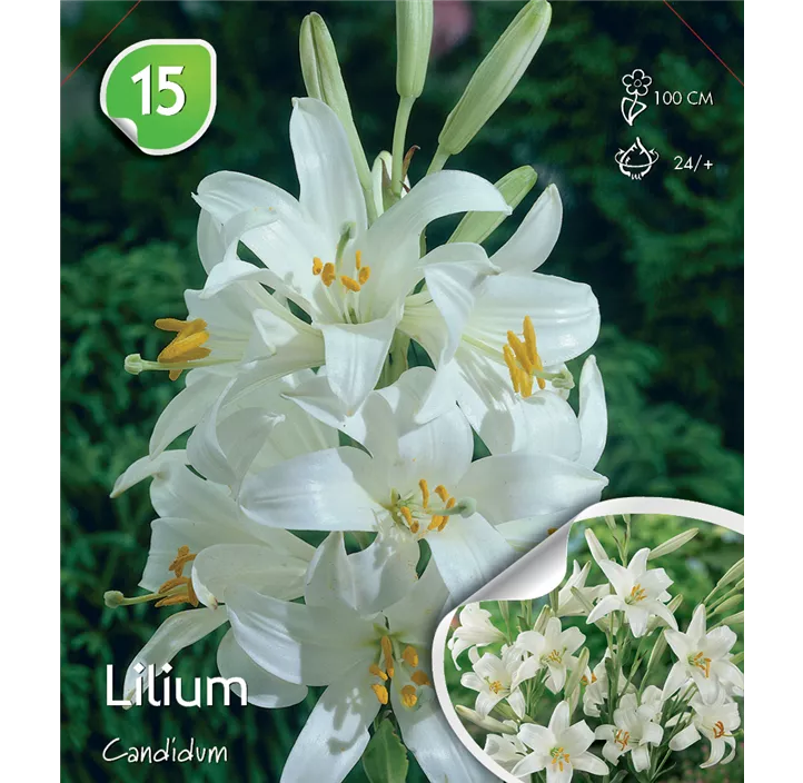 Lilium candidum lose